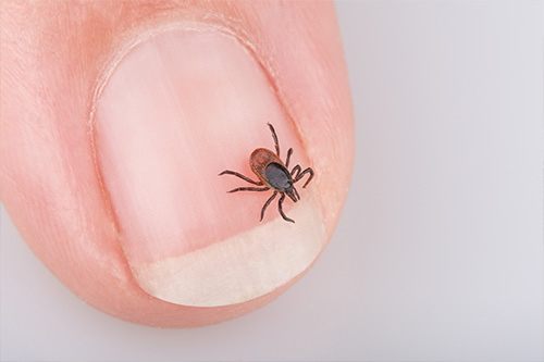 How Ticks Spread Disease – Old Towne Veterinary Clinic